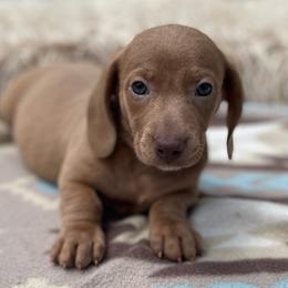 Chewie - Fawn (isabella) and tan male Dachshund puppy in Purdy, Missouri from Shotgun Pups