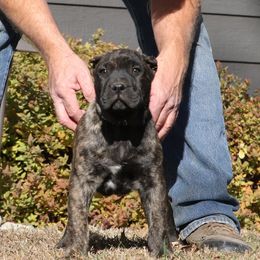 Blue Collar - Tiger male Perro de Presa Canario puppy in Pocahontas, Illinois from Cabeza Grande Kennel
