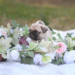 Pug Puppies from Malta Pugs