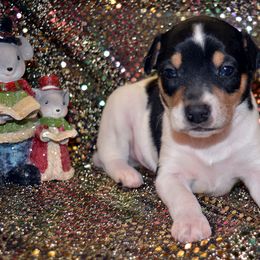Rat Terrier Puppies from RaganRat Terriers
