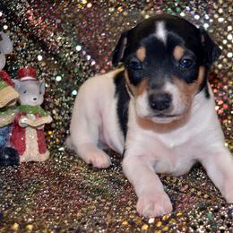 Rat Terrier Puppies from RaganRat Terriers