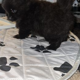 French Bulldog and Pomeranian Puppies from Precious Paws by Jai