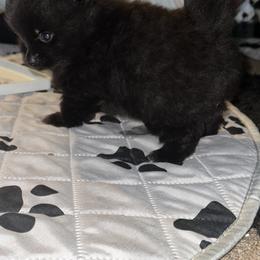 French Bulldog and Pomeranian Puppies from Precious Paws by Jai