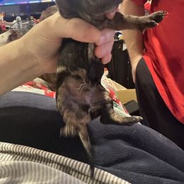 Dachshund Puppies from Garland Weens