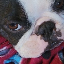 Boston Terrier Puppies from Big Sky Bostons