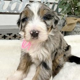 A Charlie Brown Christmas - Merle female Bernedoodle puppy in Hegins, Pennsylvania from Bubbling Springs Doodles, LLC