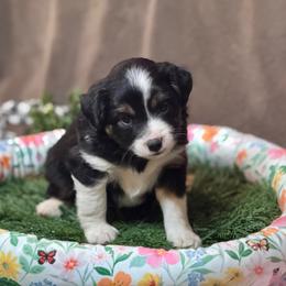 Onyx - Black tri female Miniature Australian Shepherd puppy in California from Eagle River Aussies