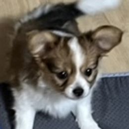 Papillon puppies from Filbert's Lazy Dayz Papillons