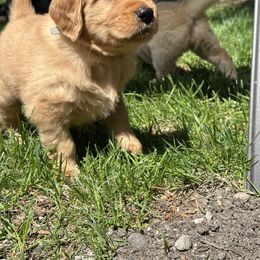 Golden Retriever Puppies from Gail’s Goldens