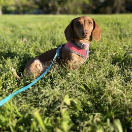 Daisy - Dachshund