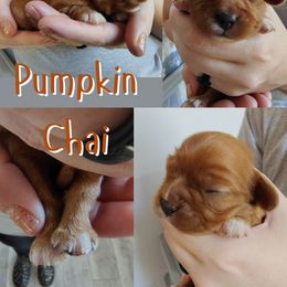 Girl 2 - Ruby female Cavalier King Charles Spaniel puppy in Rockville, Maryland from Skais the Limit Cavaliers