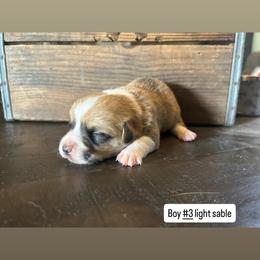Boy 3 - Sable male Pembroke Welsh Corgi puppy in Greenwood, South Carolina from JOY Farms