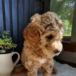 Goldendoodle and Yorkshire Terrier Puppies from Rowan's Rascals