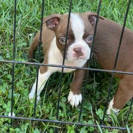 Lyla - Red female Boston Terrier puppy in Fillmore, Illinois from Wind Hill Puppies