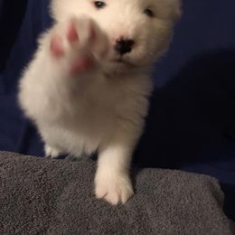 Samoyed Puppies from SnoHill Samoyeds