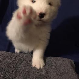 Samoyed Puppies from SnoHill Samoyeds