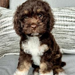 Pink collar girl - Brown and tan female Cockapoo puppy in Oologah, Oklahoma from Timber Hills Poodles and Doodles