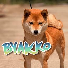 CH Byakko - Shiba Inu