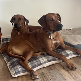 Gypsy - Rhodesian Ridgeback