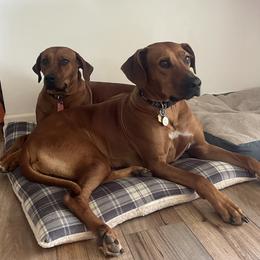Gypsy - Rhodesian Ridgeback