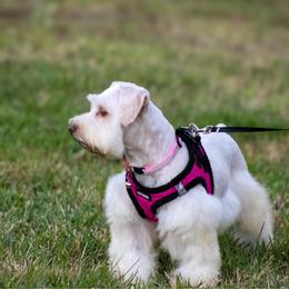 Polly - Miniature Schnauzer