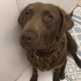 Chesapeake Bay Retrievers from Birdsview Chesapeake Kennel