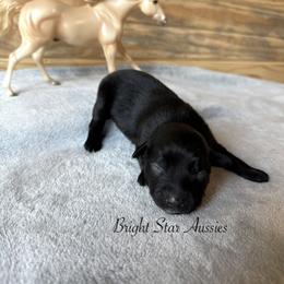 Echo - Black & white male Australian Shepherd puppy in Newton, Mississippi from Bright Star Aussies