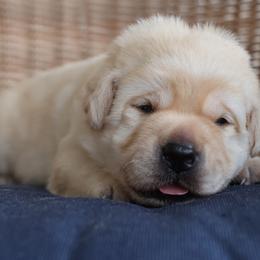 Labrador Retriever Puppies from Pride Rock Labradors