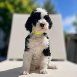Shamrock - Black and white female Sheepadoodle puppy in Rocky Point, North Carolina from CelticDoods