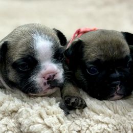 French Bulldogs from Spunky Frenchies