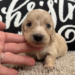Nala - Cream female Dachshund puppy in Allenhurst, Georgia from B’s Dapper Dachshunds