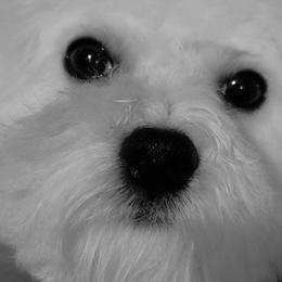 Pink female - White female Bichon Frise puppy in Apple River, Illinois from Barb's Bichons Bichonfrise.ws