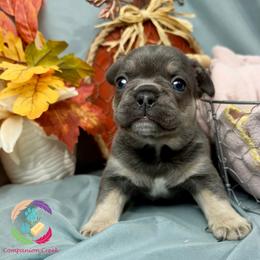 Pinecone - Blue male French Bulldog puppy in Bowman, Georgia from Companion Creek Farm