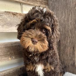 Truly - Australian Labradoodle