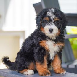 Journey - Tri-color female Bernedoodle puppy in Dundee, Ohio from Down Home Doodle