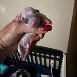 Prince - Blue and white male Chihuahua puppy in Dime Box, Texas from Color Me Crazy Chihuahuas