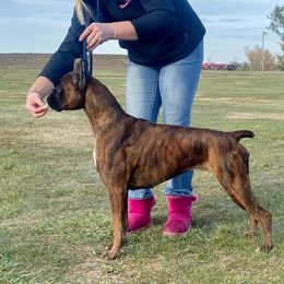 Tequila - Boxer