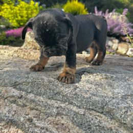 Scarlet from OFA'd parents - Black and tan female French Bulldog puppy in Billings, Montana from Montana Made Frenchies