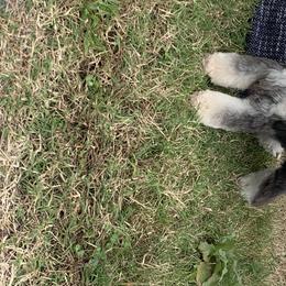 Cindi - Miniature Schnauzer