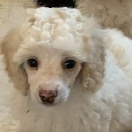 Poodle Puppies from Top Shelf Toy Dogs