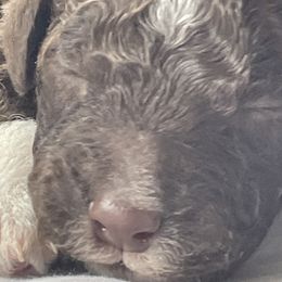 Boy 3 - Lagotto Romagnolo puppy from Adagio Lagotto