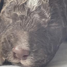 Boy 3 - Lagotto Romagnolo puppy from Adagio Lagotto