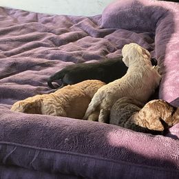 Goldendoodle Puppies from Diverse Nurturing Affectionate Doodle Kennel