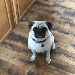 Sullie - Pug