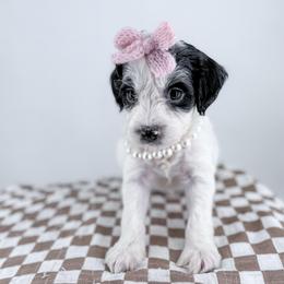 Denim - Parti female Goldendoodle puppy in Jamestown, Kentucky from Milk & Honey Doodles