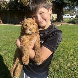 Australian Labradoodle and Labradoodle Puppies from Elite Blend Labradoodles