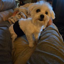 Jaxson - White and lemon male Maltese puppy in Mena, Arkansas from Belle Ball Puppies