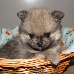 Oakley - Cream sable male Pomeranian puppy in Avon Park, Florida from Mariska's Pomeranians