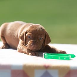 German Shorthaired Pointer and Vizsla Puppies from Nosam Kennels- Hungarian Vizslas, and German Shorthairs Located in Kentucky