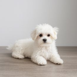 Swayze - White male Maltese puppy in Morehead, Kentucky from Paw Perfect Pets